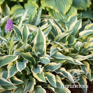 

Хоста Волверайн (SM)