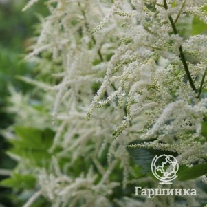 

Волжанка двудомная