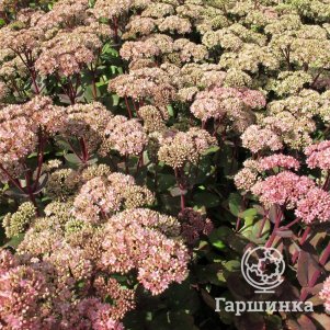 

Очиток (седум) Матрона