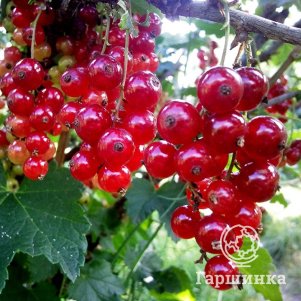 

Смородина Сахарная