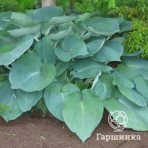 Хоста Джурайссик Парк XL 600₽