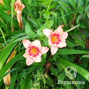 Лилейник Дженис Браун