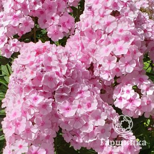 

Флокс Бриллиант Айс метельчатый