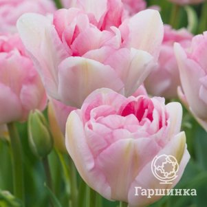 

Тюльпан Анжелика 5 шт