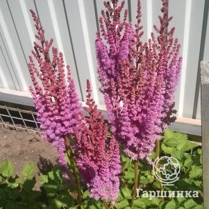 

Астильба китайская Пурпуркерц