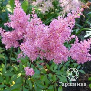 

Астильба Арендса Дарвинс Дрим