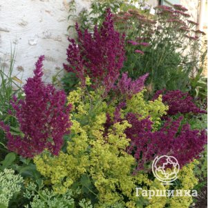 

Шалфей (сальвия) дубравный Швелленбург