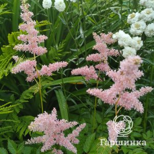 

Астильба Арендса Брессингем Бьюти