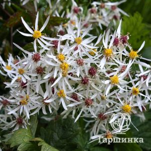 

Астра Бет Шатто растопыренная