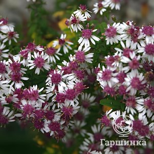 Астра бокоцветная Принц