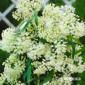 

Ваточник инкарната Айс Баллет