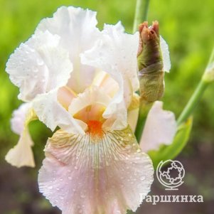 

Ирис бородатый Фрейппе