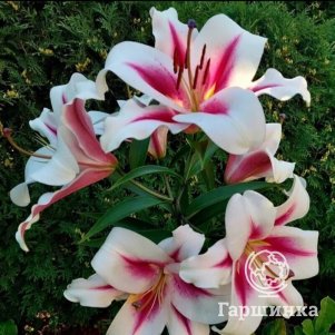 

Лилия Гаучо ОТ-гибрид розовая