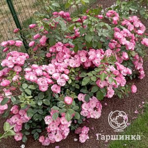 

Роза Анжела флорибунда, Кордес (лиц)