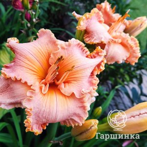 Лилейник Спейскоаст Старбёрст