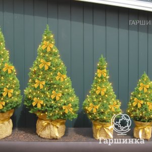 Ель канадская Коника 690₽