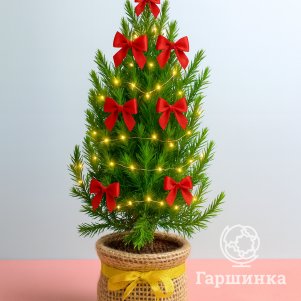 Можжевельник китайский Стрикта