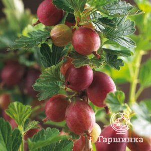 

Крыжовник Хиномаки красный