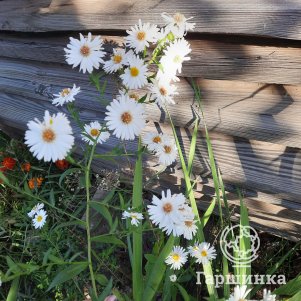 

Астра Вайт Ледиз новобельгийская