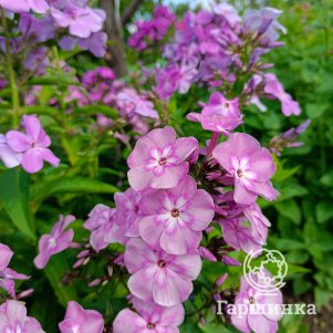 Флокс Селена