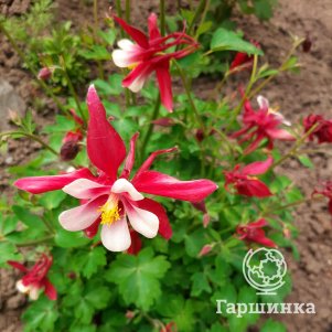 Аквилегия Кримсон Стар