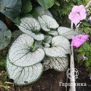 

Бруннера Сильвер Хеарт