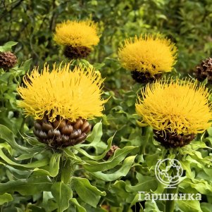 

Василек крупноголовый