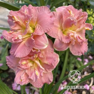 Лилейник Лэйси Долли