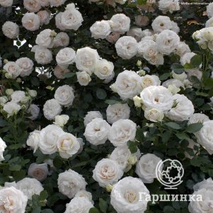 

Роза Сван Лейк плетистая, Imperial Rose