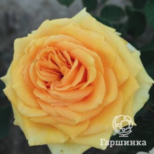 

Роза Лион чайно-гибридная, Imperial Rose