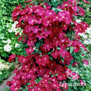 

Клематис Эрнест Маркхем крупноцветковый (3)