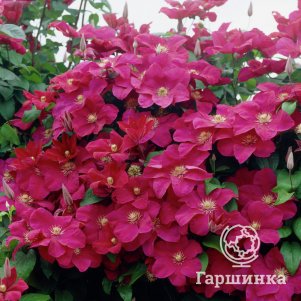 

Клематис Руж кардинал крупноцветковый (3)