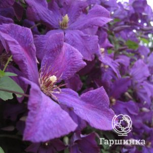 

Клематис Полиш Спирит крупноцветковый(3)