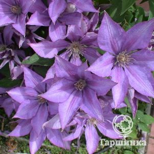 

Клематис Дороти Валтон мелкоцветковый (3)