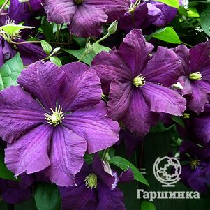 

Клематис Этуаль Виолет (Фиолетовая звезда) крупноцветковый (3)