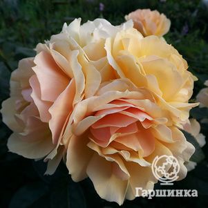 

Роза Ханзештадт Росток флорибунда, Тантау (лиц)