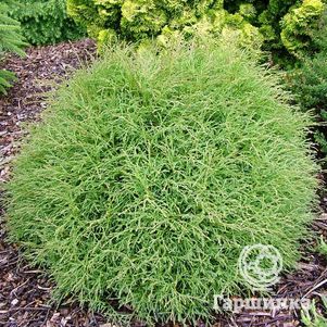 

Туя шаровидная Мистер Боулинг Болл