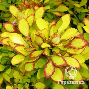 

Барбарис Тунберга Мария