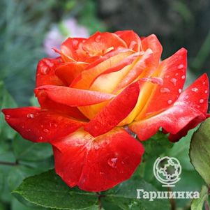 

Роза Пигаль 85 флорибунда, Top Roses