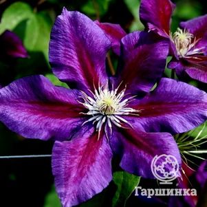 

Клематис крупноцветковый Юлька (Julka) (2)