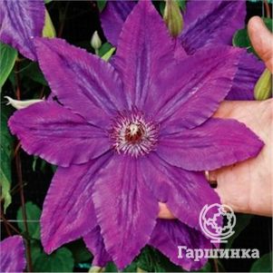

Клематис Каспер крупноцветковый (2)