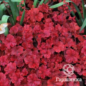 

Гейхера Черри Кола (серия SODA)