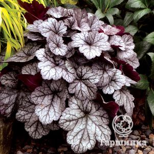 

Гейхера Глиттер