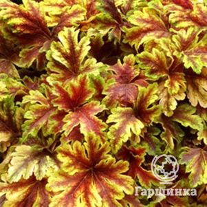 

Гейхерелла Голд Зебра