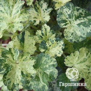 

Гейхера Геркулес