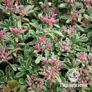 

Очиток (седум) Триколор