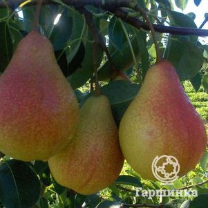 Груша Кафедральная 600₽