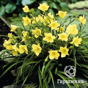 Лилейник Хэппи Ретурнс