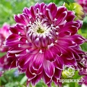 

Георгина Ванкувер декоративная