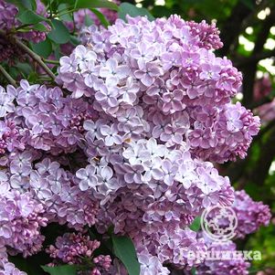 Сирень Мечта